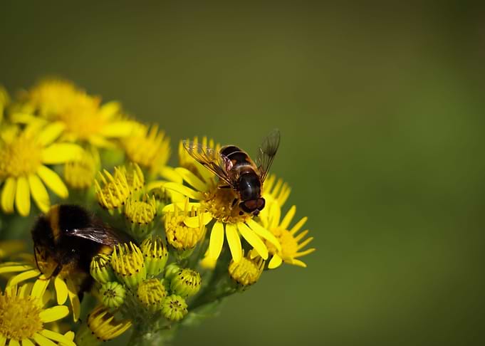 Close Up Bee on Flowers