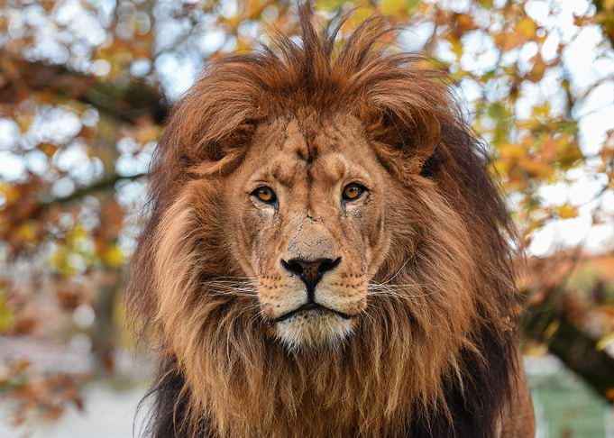 Peaceful Lion