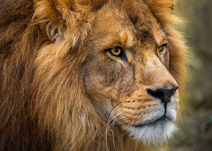 The Cool Lion