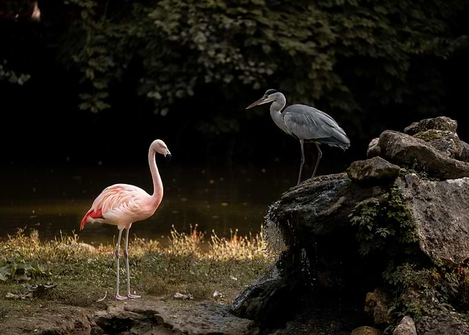 Flamingo vs heron