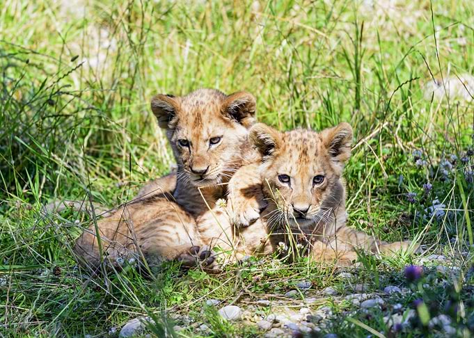Lion cub