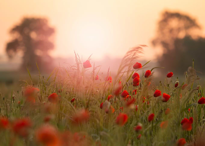 Poppy