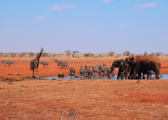 Elephant + Giraffe + Zebra