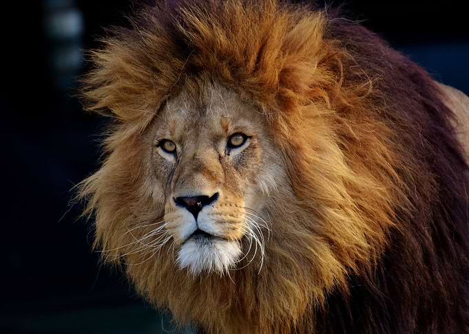 Angry lion