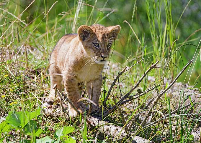 A Little Lion