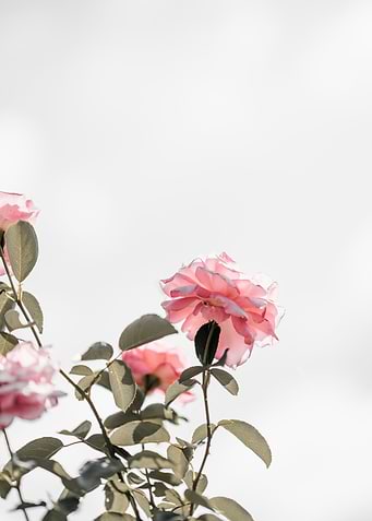 petaled flowers