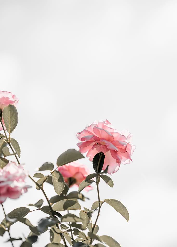 petaled flowers