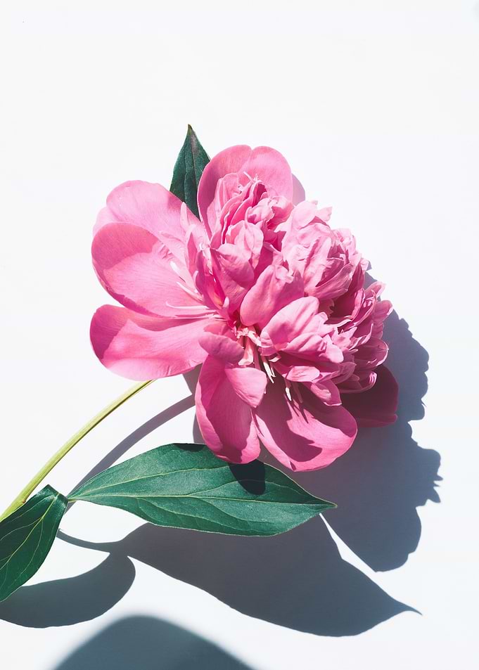 pink petaled