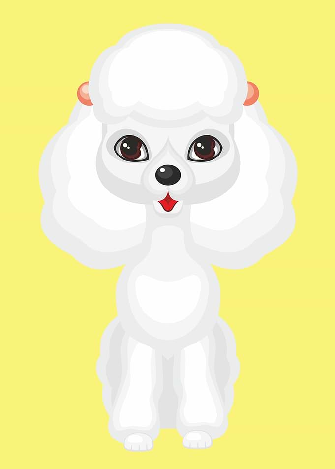 Cute Miniature Poodle