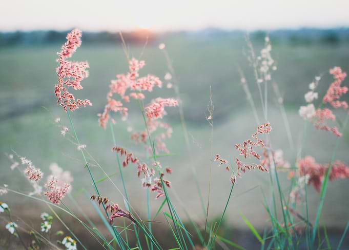 a pink petaled