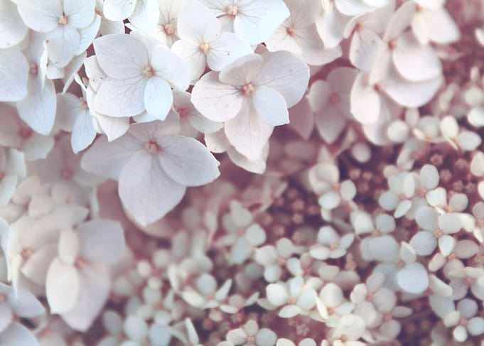 white petaled