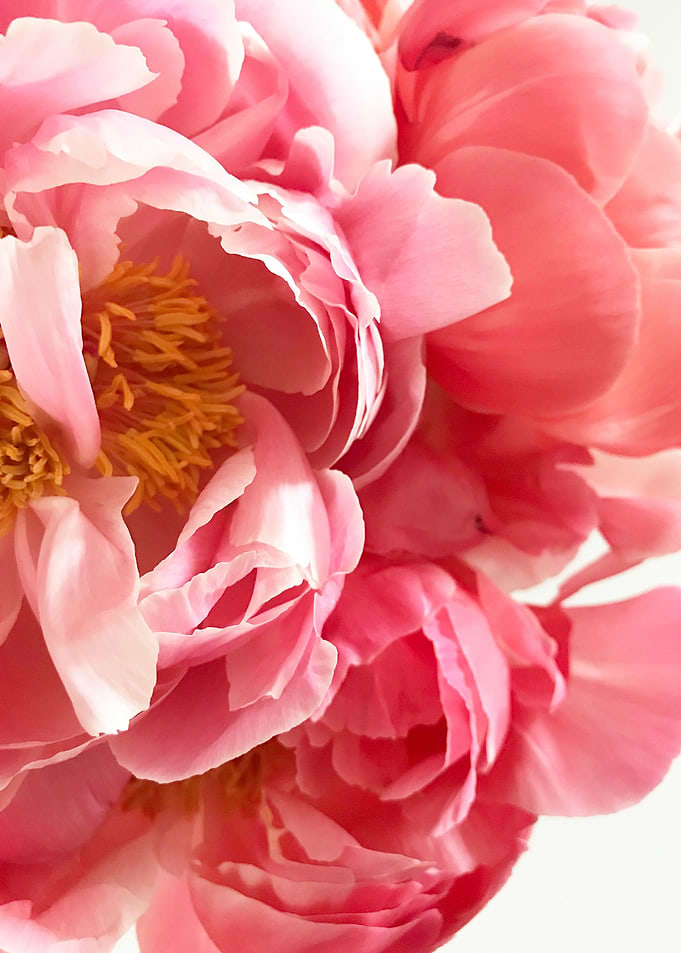 petal flowers