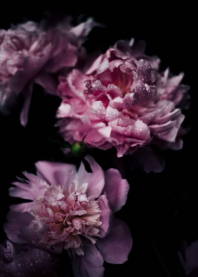 purple flowers