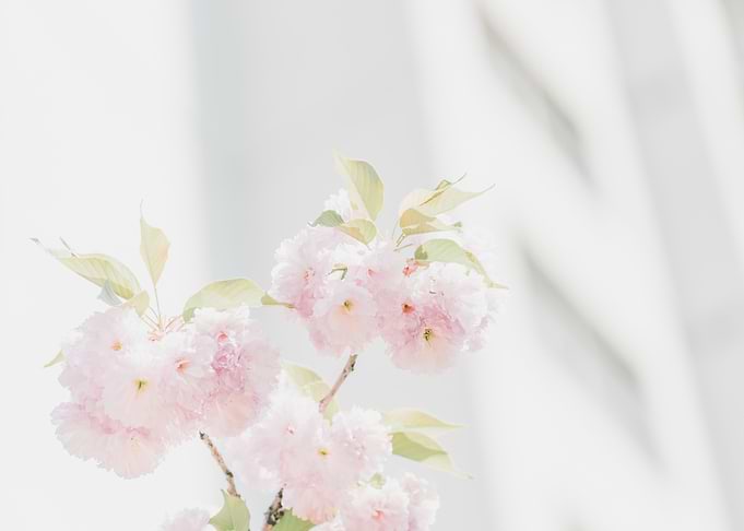 pink petaled flowers
