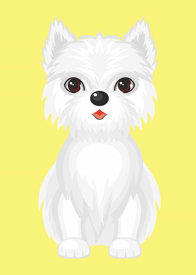 Cute West Highland Terrier