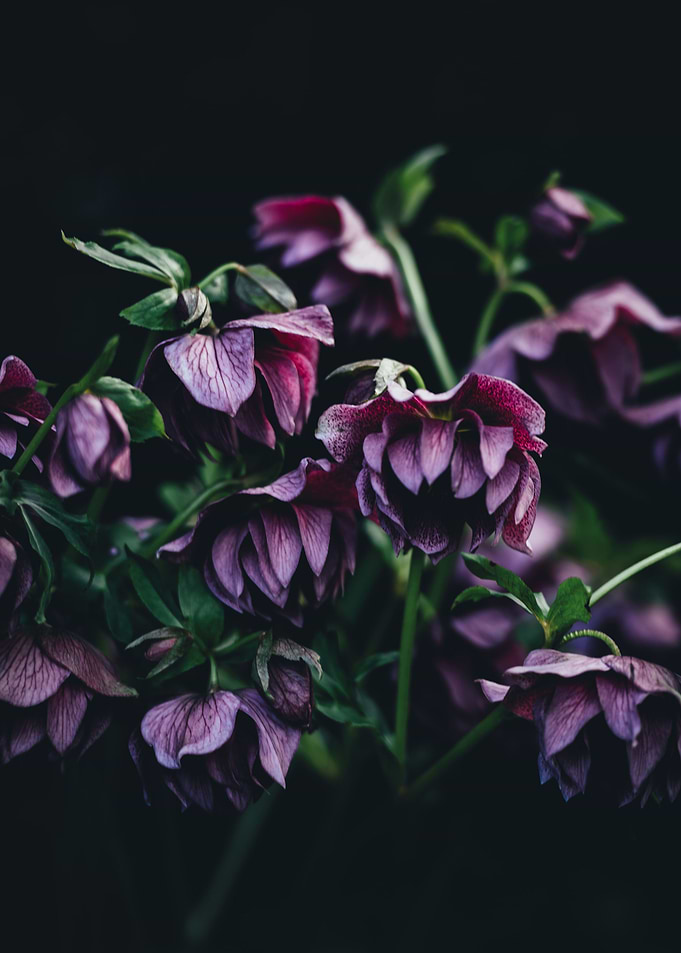 focus a flower