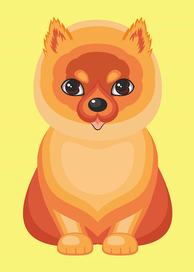 Cute Pomeranian Spitz Dog