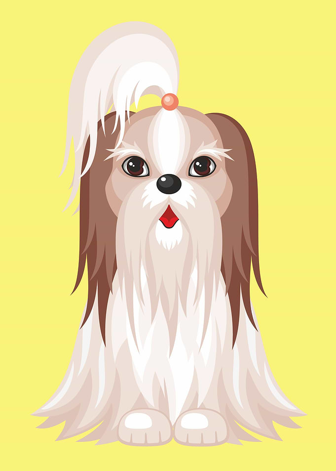 Cute Shih Tzu Dog