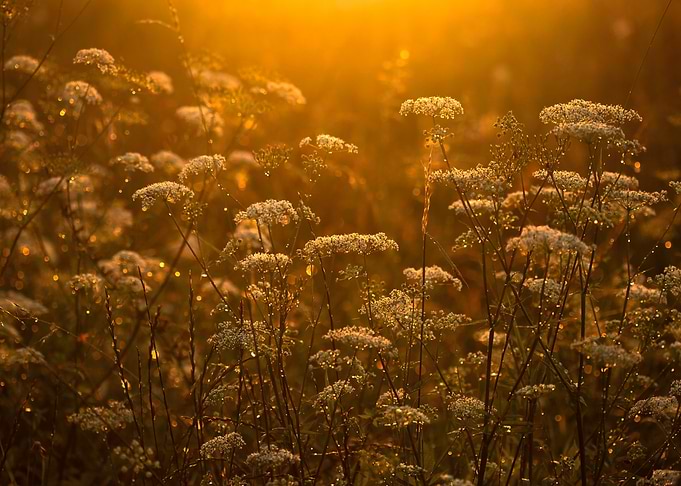 Meadow