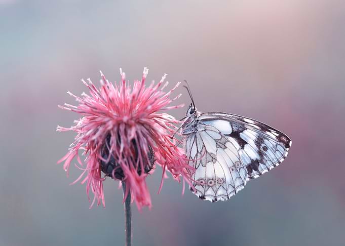 Summer butterfly