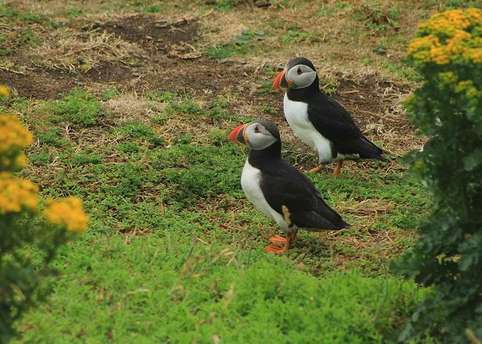 Atlantic Puffin of Ireland