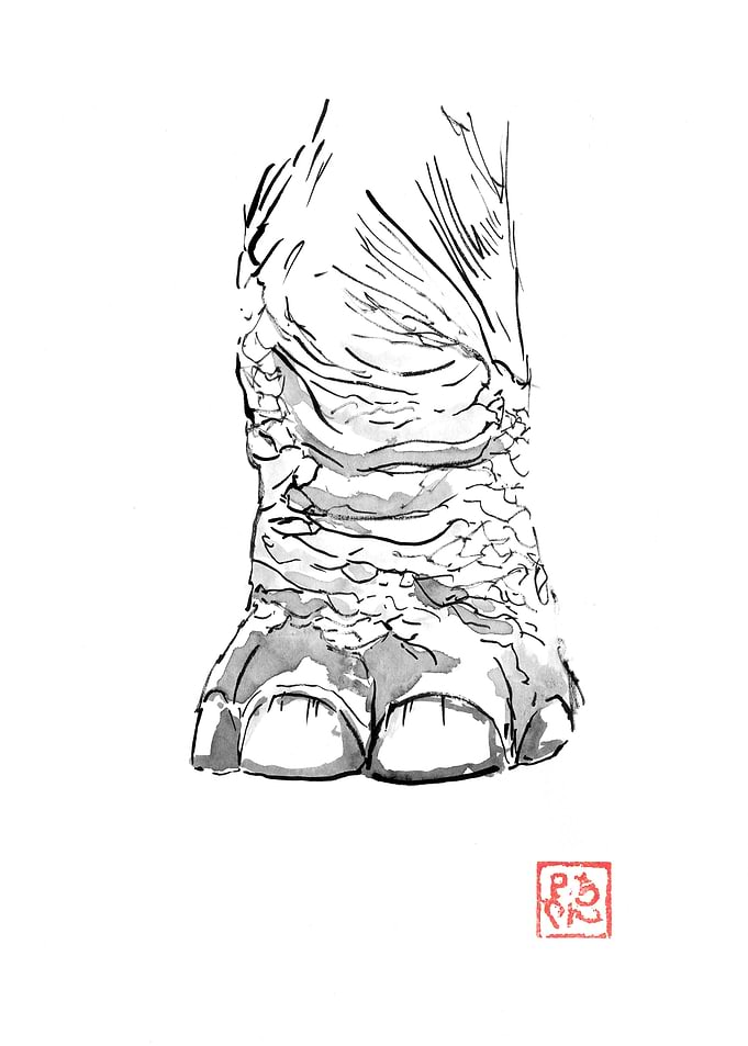 elephant foot