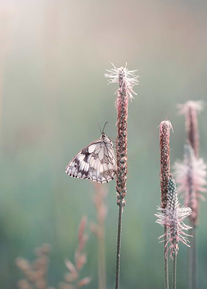 Summer butterfly