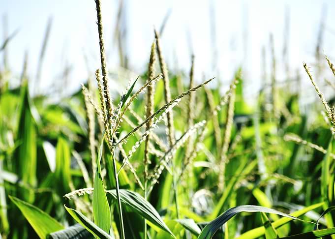 Cultivation of corn