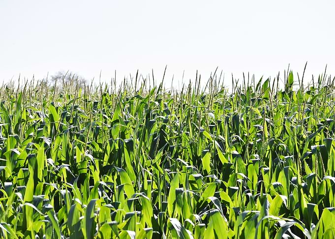 Cultivation of corn