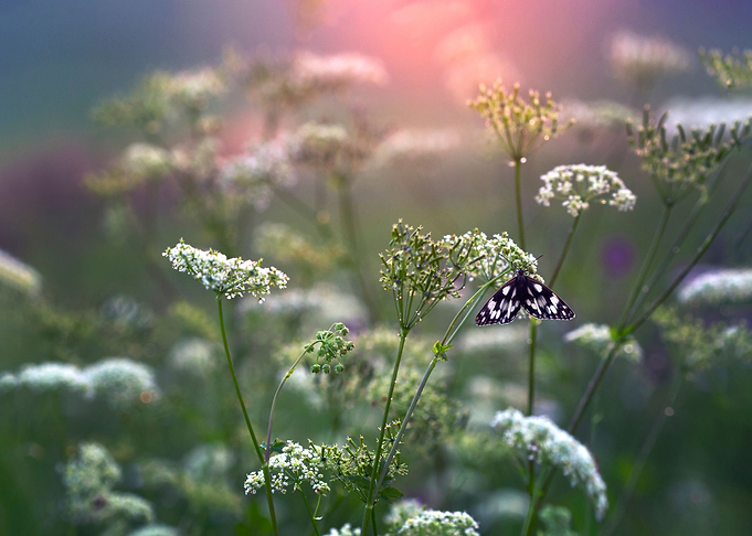 Meadow