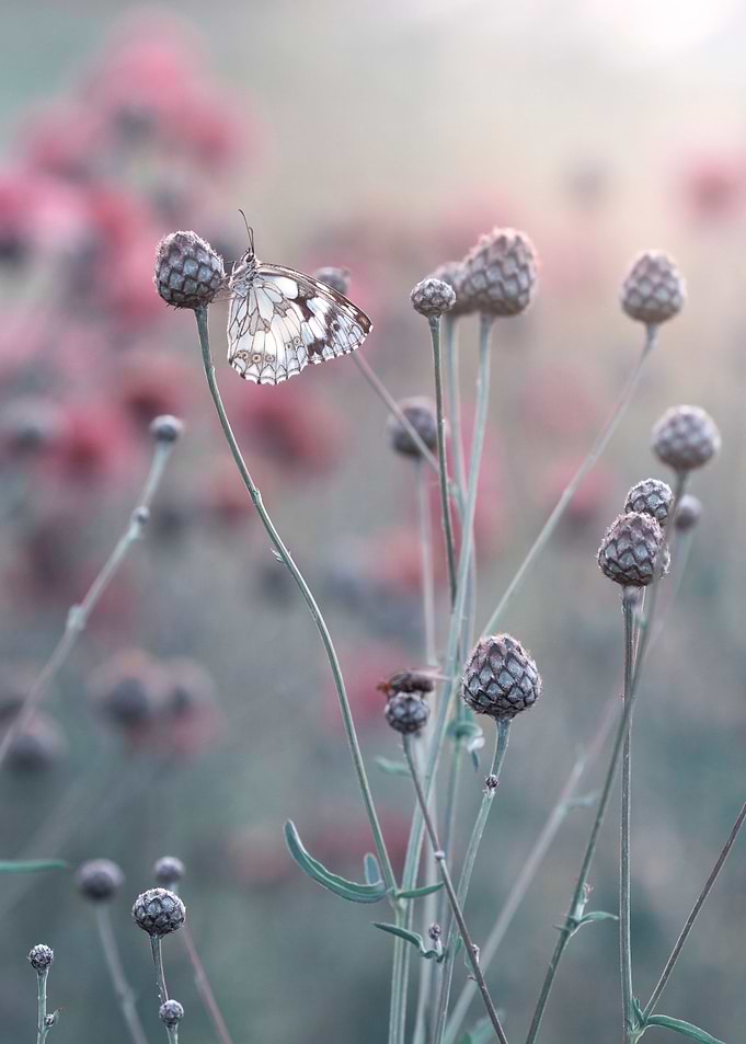 Summer butterfly