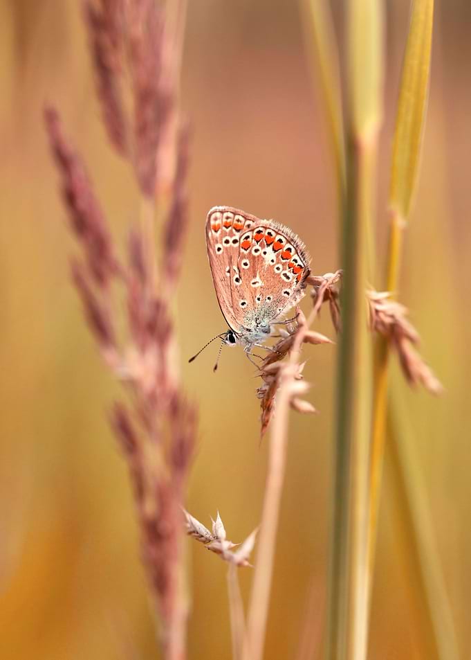 Summer butterfly