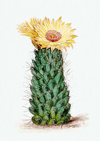 Beehive Cactus