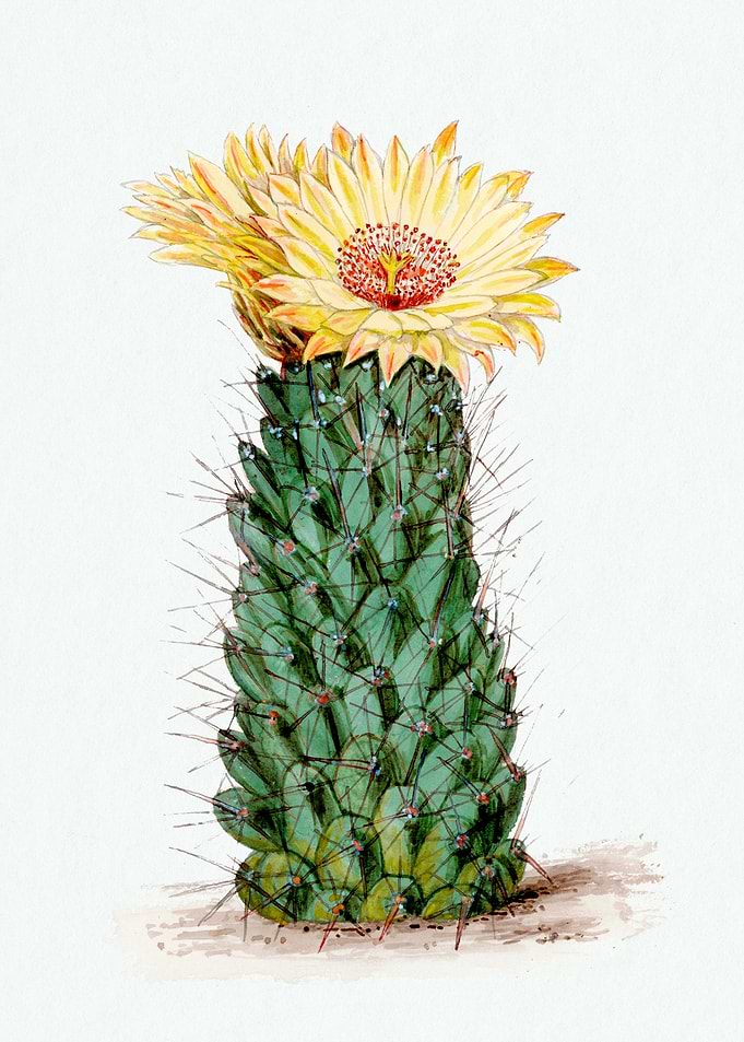 Beehive Cactus
