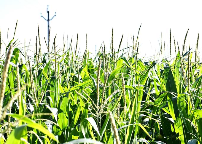 Cultivation of corn