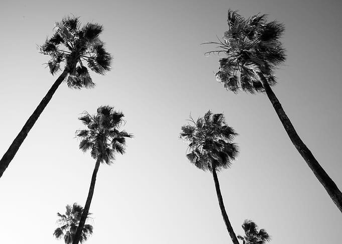 Under the Palm Trees 10