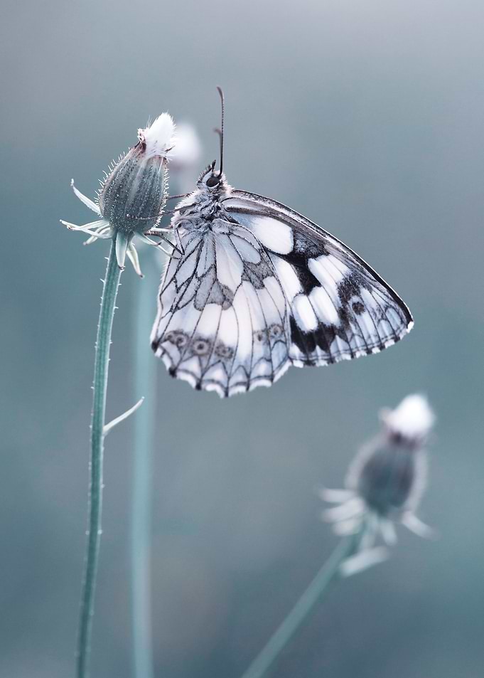 Summer butterfly