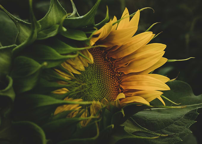 Sunflower Petals Seeds