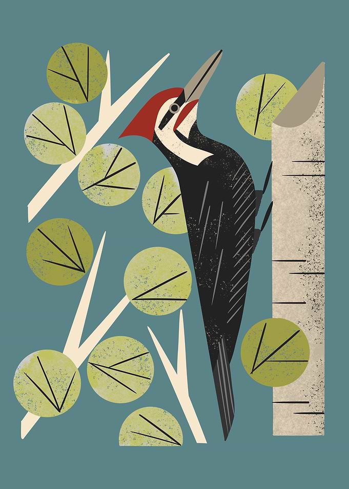Woodpecker In Aspen