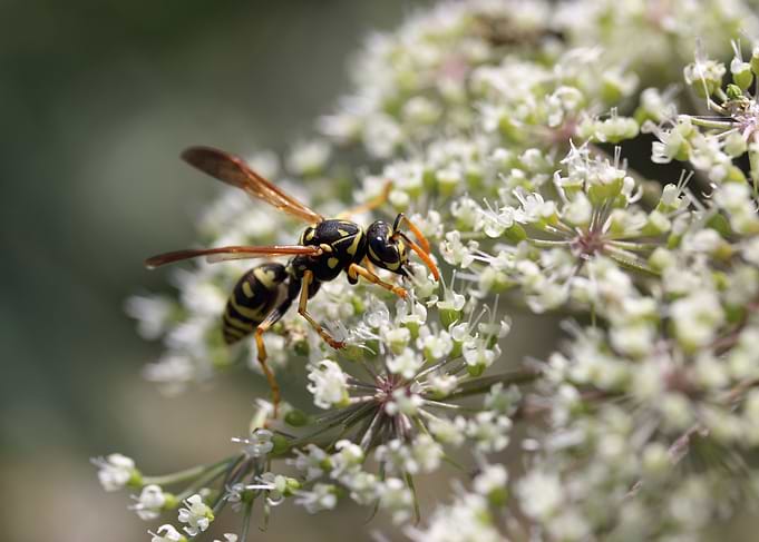 Insect Nature Wasp