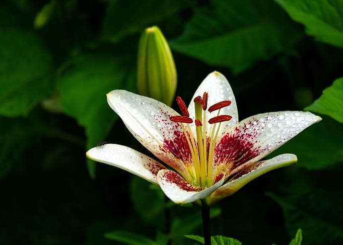 Flower background