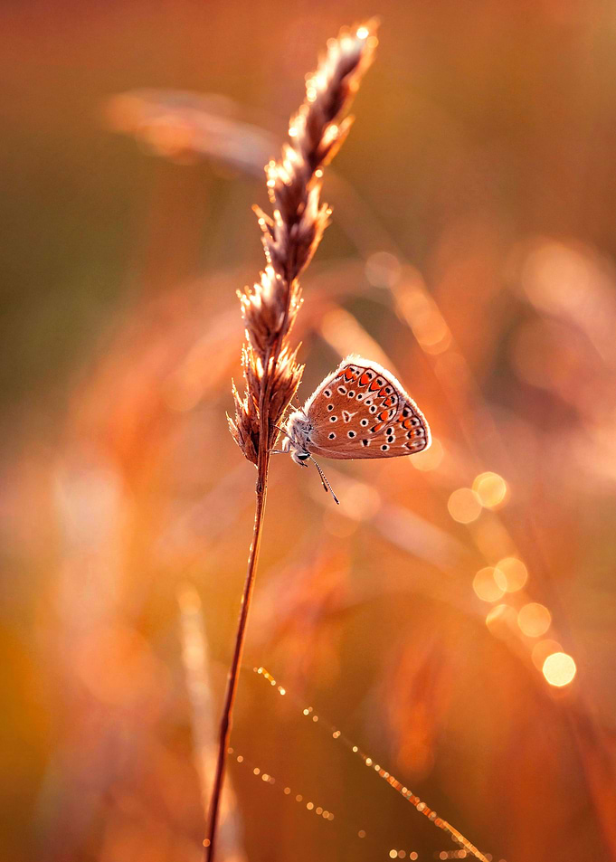 Summer butterfly