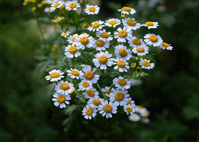 Flowers Daisies Beautifu