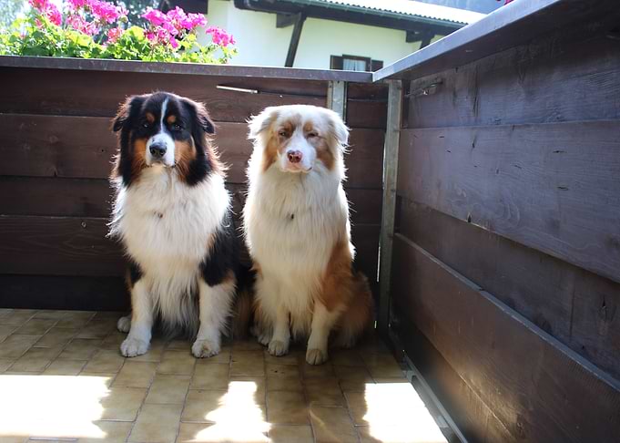 Beauty boys