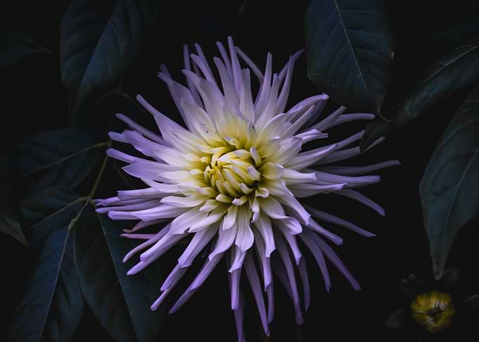 Purple and white flower