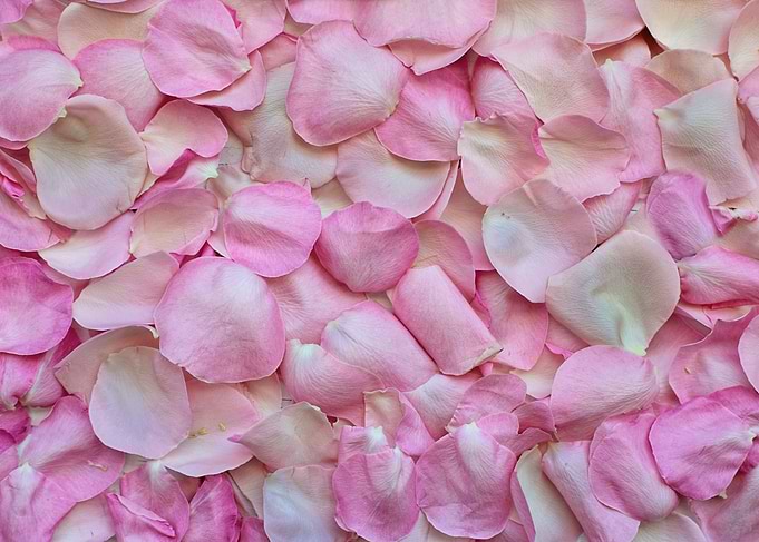 Rose petals Pink