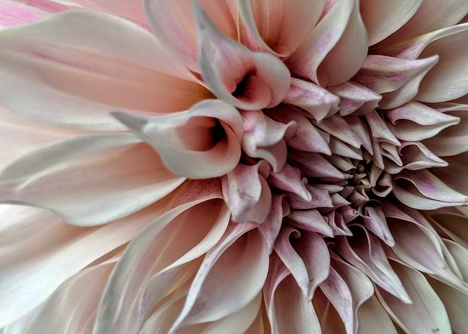 Flower Picture