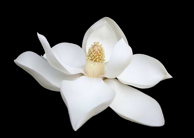 Closeup Flower