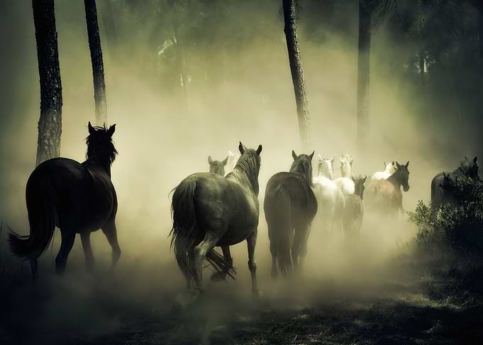 Horses on Grass Wild