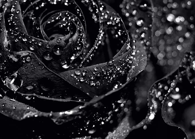 Black rose in water drops